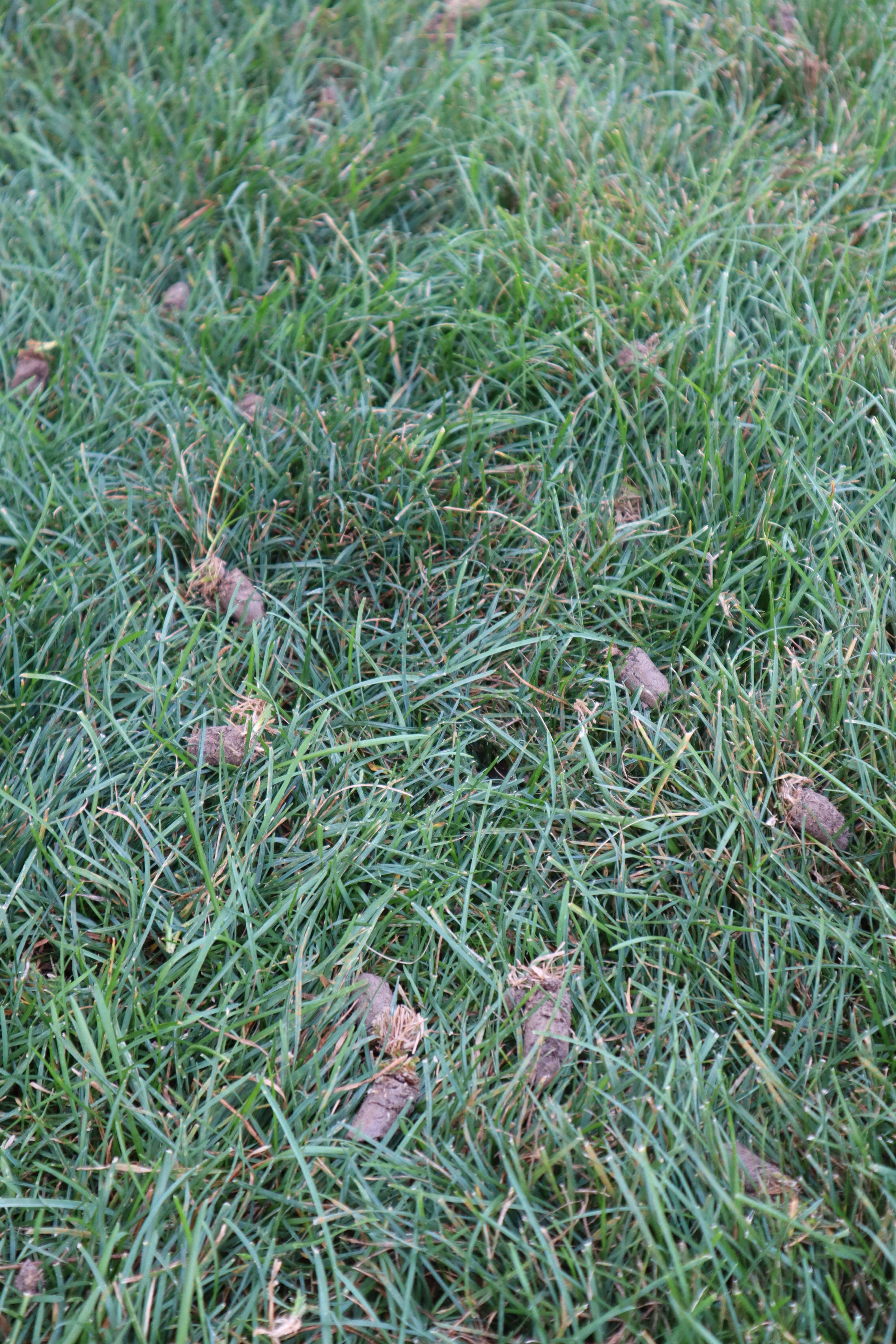 Why Lawn Aeration (Or Pulling Plugs) is Key to a Healthy Lawn in Carmel, IN