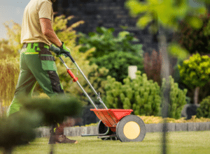 Overseeding lawn