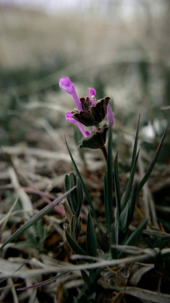 Henbit