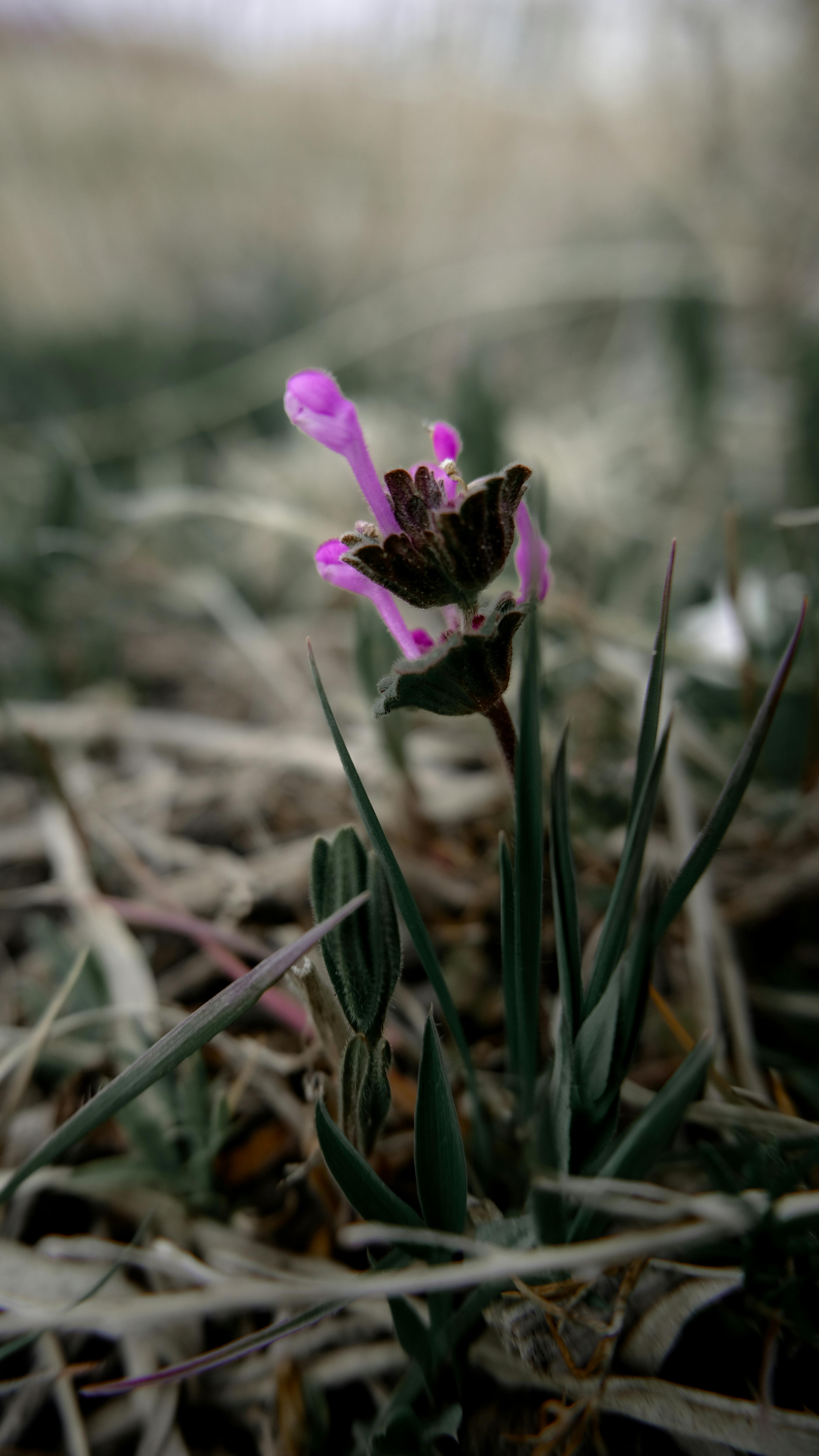 Common Winter Weeds and How to Manage Them