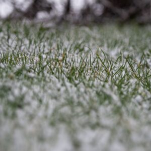 Winter Lawn